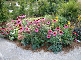 bold clumps of pink coneflowers in full bloom