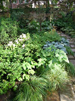 shade planting of Blue Oat Grass, Japanese anemones and Hydrangea