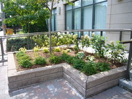 raised planter filled with Stephanandra and Hydrangeas