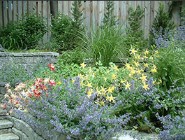 blue Catmint and yellow and red Columbines in front, ornamental grasses behind