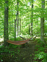 hammocks in the woods