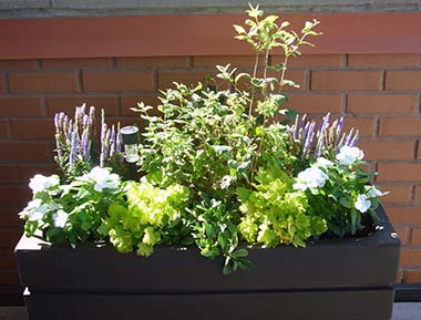 planter box