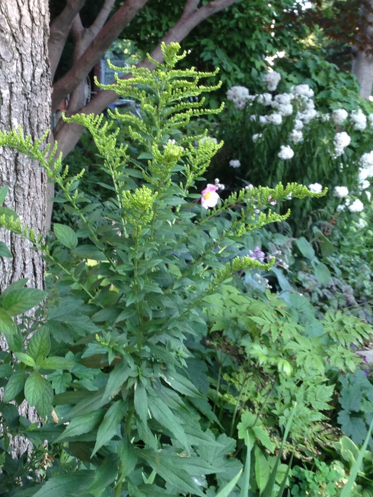 Goldenrod plant