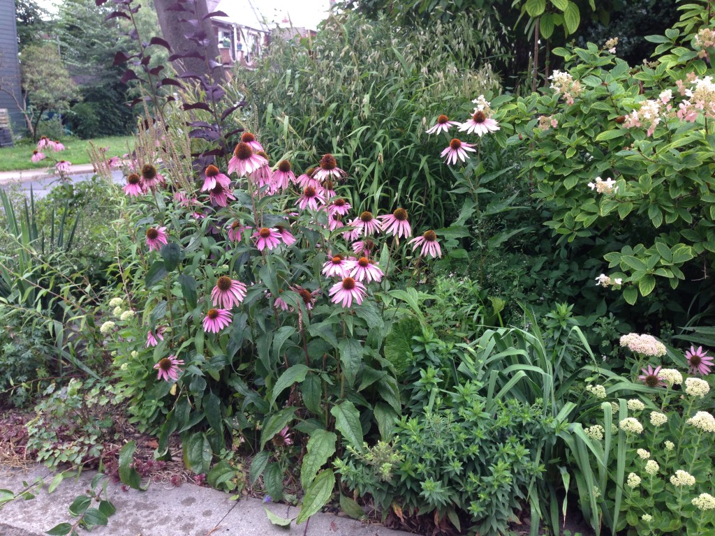 Purple coneflower clump