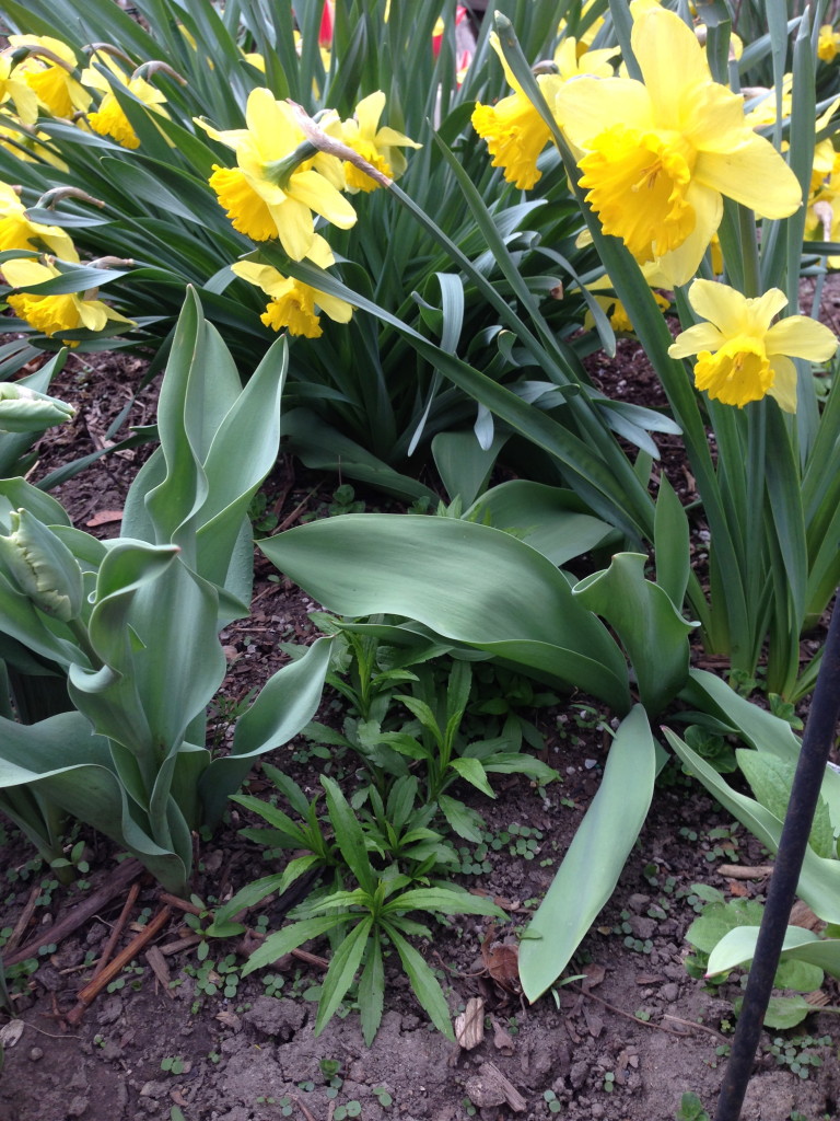 Goldenrod seedling growing under daffodils